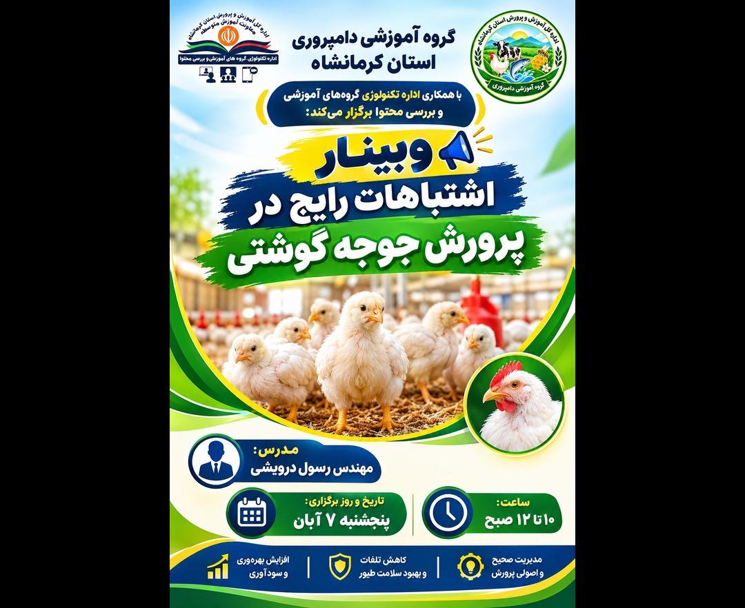 اشتباهات رایج در پرورش جوجه گوشتی